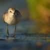 Jespak maly - Calidris minuta - Little Stint 1606